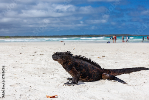 Large Iguana on beach with People, Galapagos