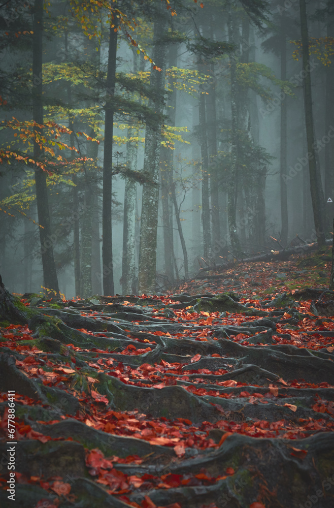 landscape with fog in the autumn forest