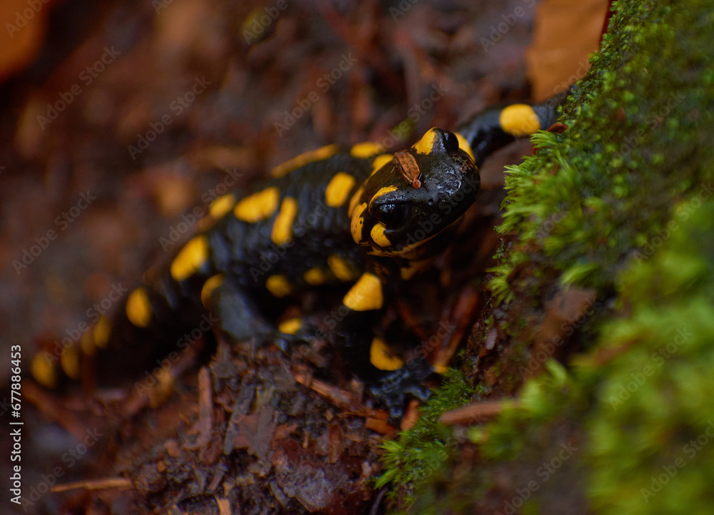 Salamander salamander in the forest