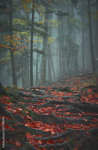 Obraz na płótnie landscape with fog in the autumn forest w salonie