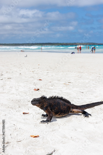 Large Iguana coming ashore, Galapagos