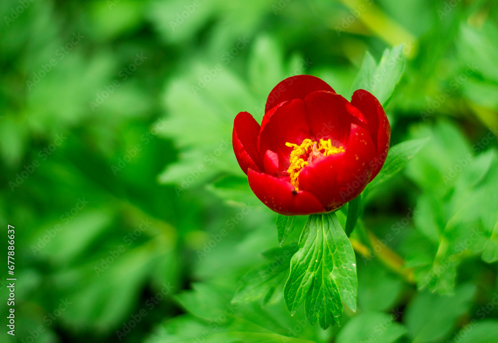 beautiful Paeonia peregrina in the forest, Romania