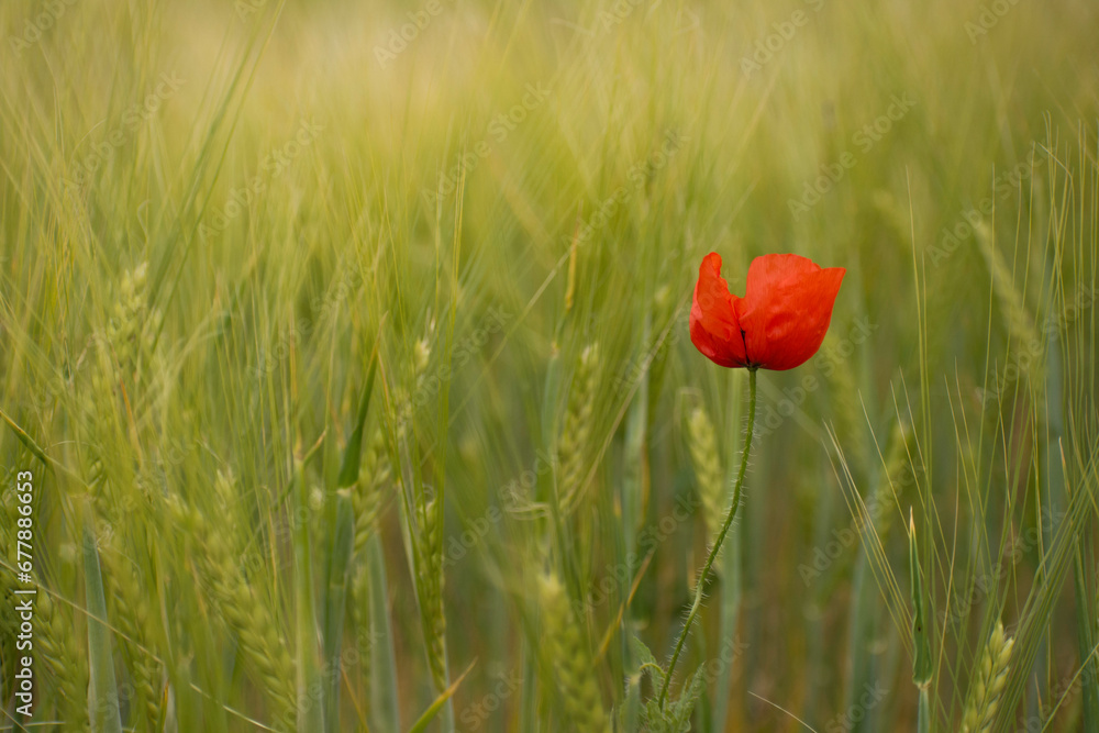 beautiful poppy in the green field of wheat