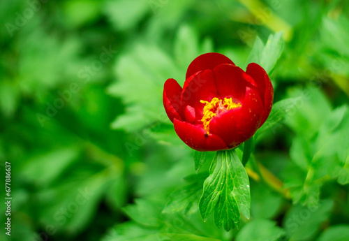 beautiful Paeonia peregrina in the forest, Romania