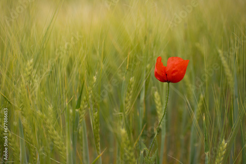 Obraz na płótnie beautiful poppy in the green field of wheat w salonie