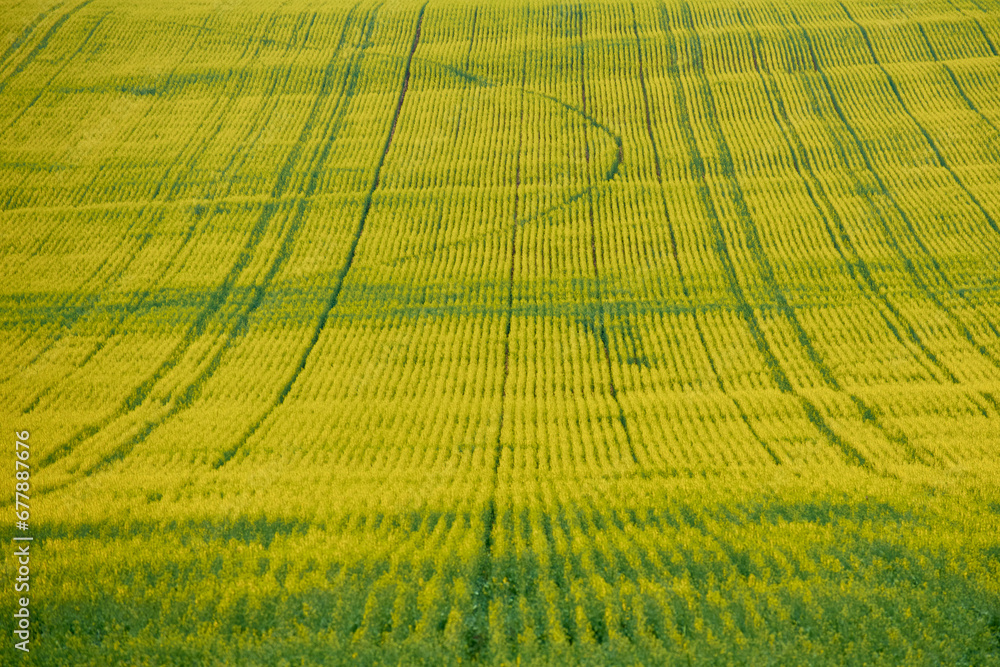 yellow field of rape blossoms in the spring