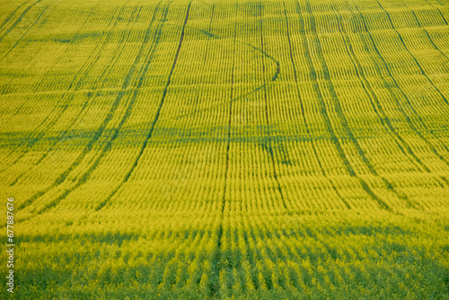 Obraz na płótnie yellow field of rape blossoms in the spring w salonie