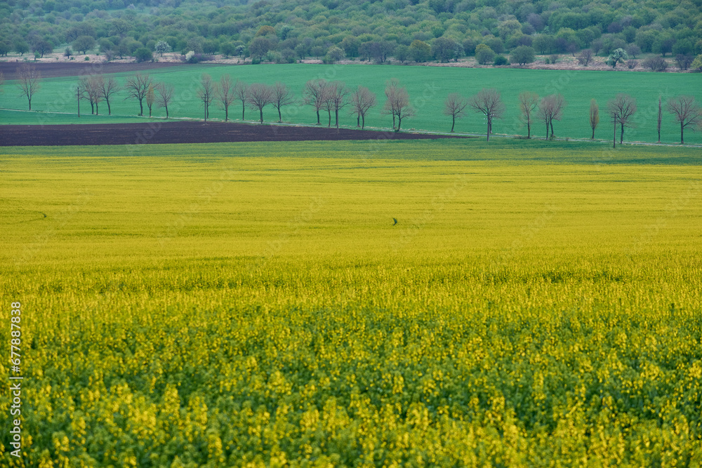 yellow field of rape blossoms in the spring