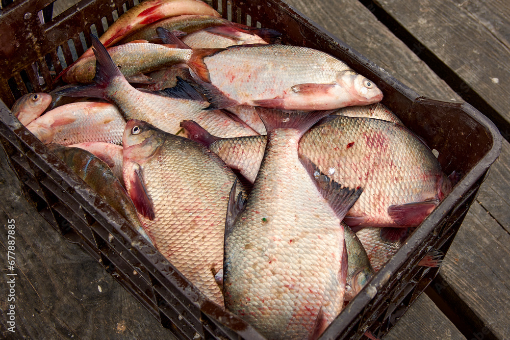 the fish caught on the shore of the lake