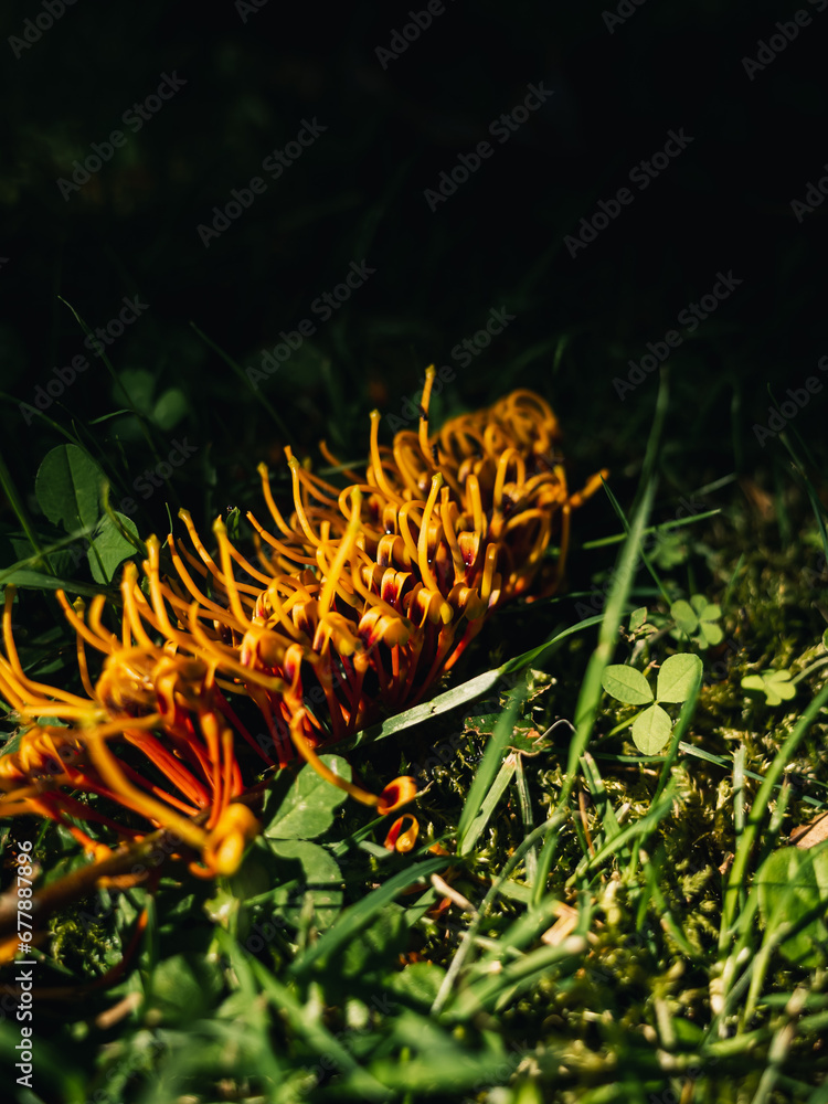 Obraz premium Grevillea flower