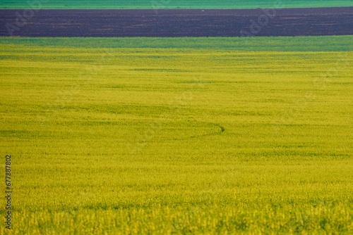 Obraz na płótnie yellow field of rape blossoms in the spring w salonie