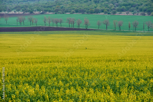 yellow field of rape blossoms in the spring