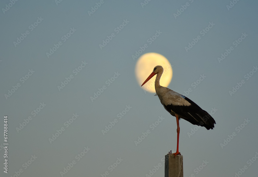 Stork stork on the pole at sunrise