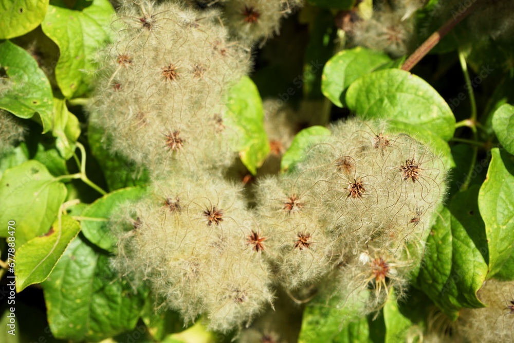 Close up of the beautiful white seeds of clematis Close up of the beautiful white seeds of clematis