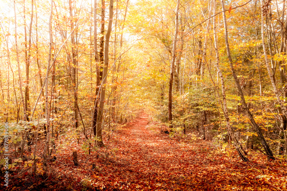 Fototapeta premium Golden forest. 