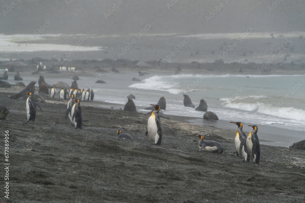 Fototapeta premium キングペンギンのコロニー サウスジョージア島 ライトホエールベイ