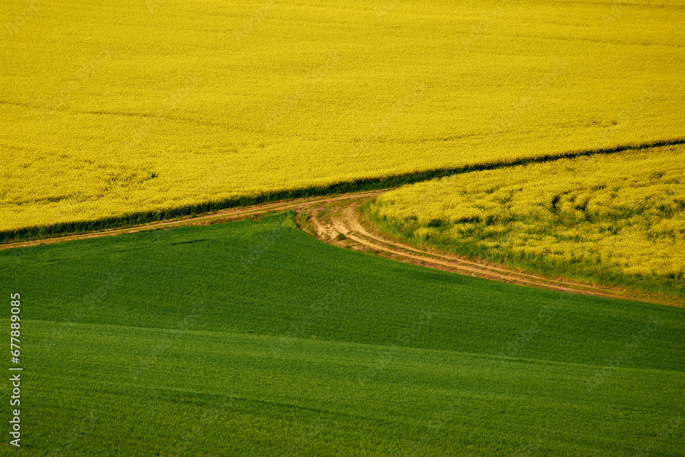 yellow field of rape blossoms in the spring