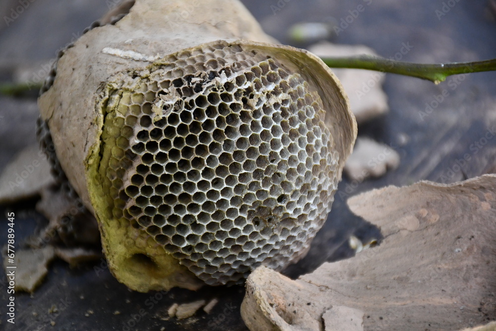 Honeycomb details at farm in Amazonas region (Peru) Honeycomb details at farm in Amazonas region (Peru)