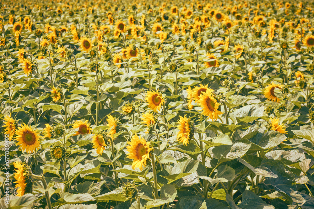 beautiful field of blooming sunflowers
