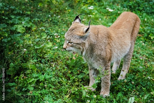 Close up of a lynx leisurely strutting across a green meadow