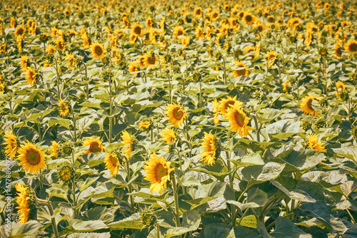 Obraz na płótnie beautiful field of blooming sunflowers w salonie