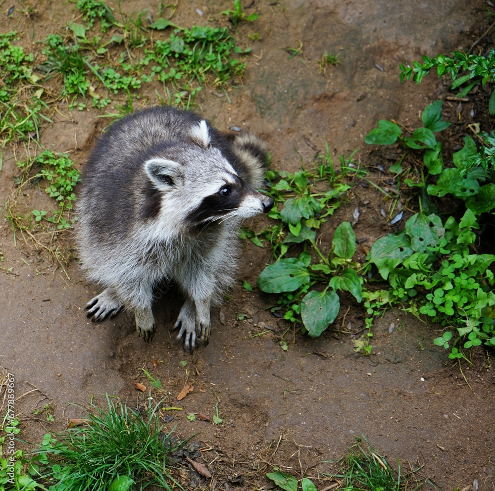 Naklejka premium Close up of a curious playful raccoon on earthy ground, Procyon lotor