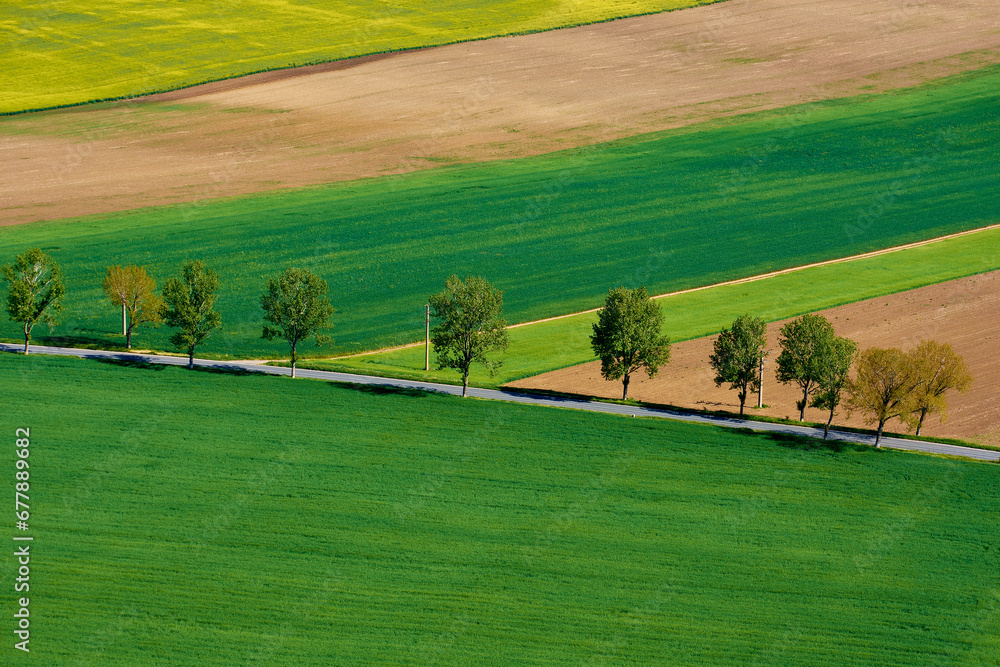 agricultural crops in the spring in the field