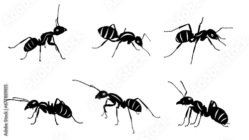 set of insects, set of ants photo