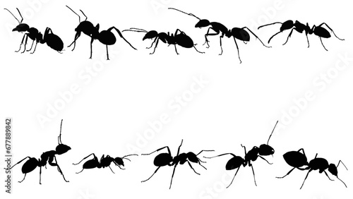 set of ants silhouette