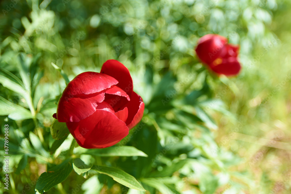 beautiful Paeonia peregrina in the forest, Romania
