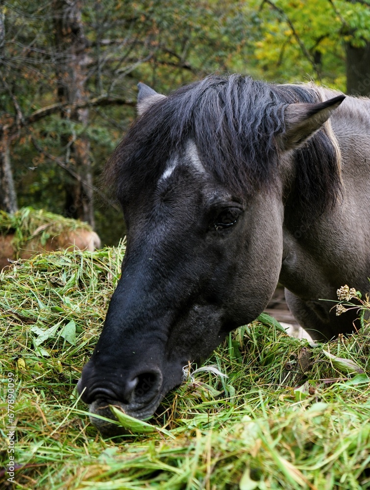 Beautiful polish konik horse eats fresh green grass Beautiful polish konik horse eats fresh green grass