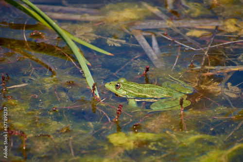 Obraz na płótnie big lake frog sitting in the sun 03 w salonie