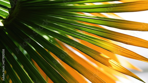 Palm Leaf Natural Colors   Background For Banner  HD