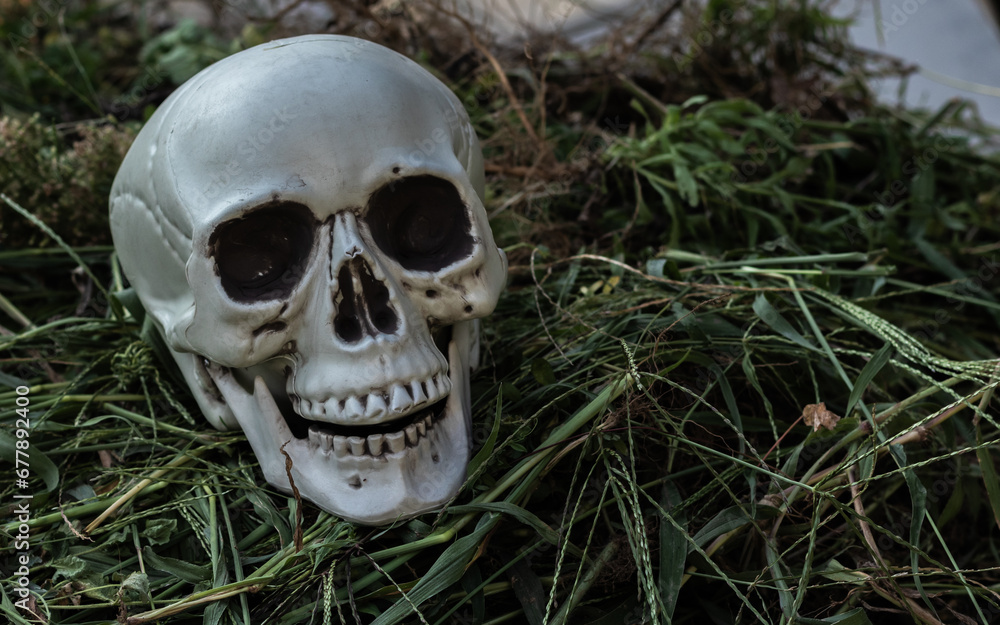 Plastic skull decoration nestled in a garden, creating a spooky Halloween atmosphere