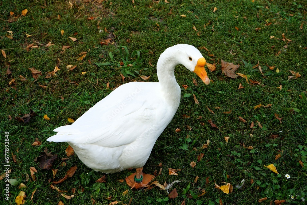 Flawless white domestic goose on a green meadow Flawless white domestic goose on a green meadow