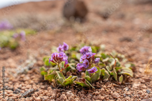 Purple wild flowers on rocks, desert (phacelia crenulata) in Lanzarote, Spain, Canary Islands, resiliance blooming nature life photo