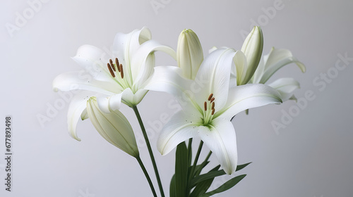 Lily Natural Colors   Background For Banner  HD