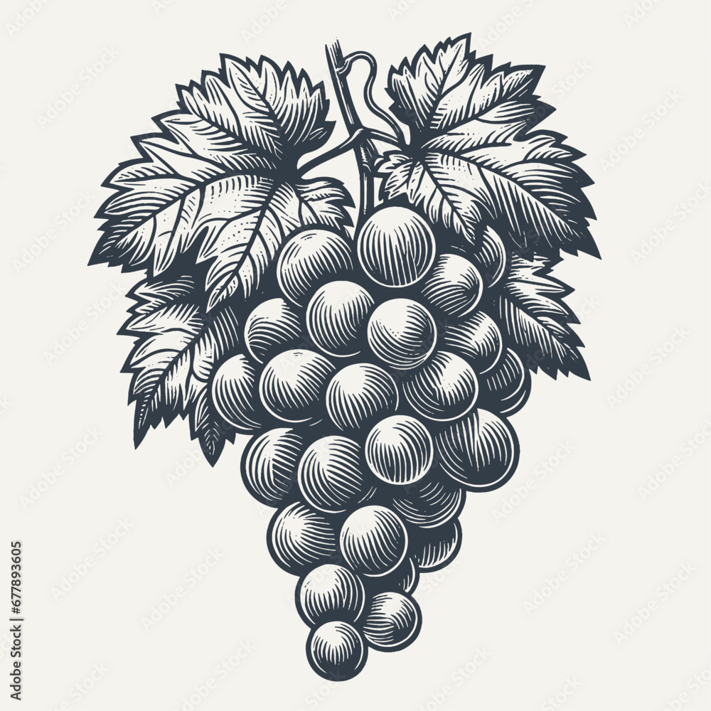 Natural Bundle of Grapes - Fine Line Woodcut style vector Illustration. - obrazy, fototapety, plakaty 