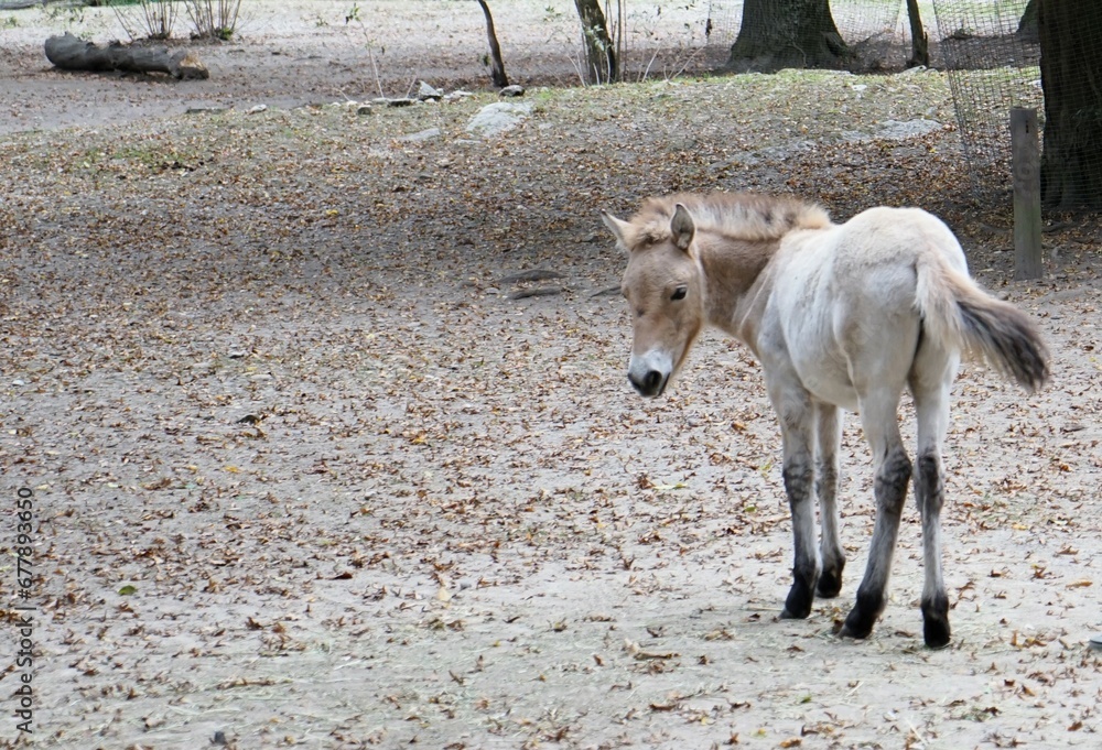 Close up of small brown Przewalski horse foal searching for food on the ground Close up of small brown Przewalski horse foal searching for food on the ground