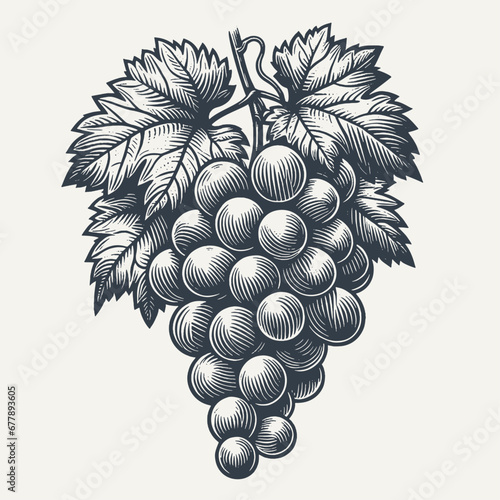 Natural Bundle of Grapes - Fine Line Woodcut style vector Illustration.