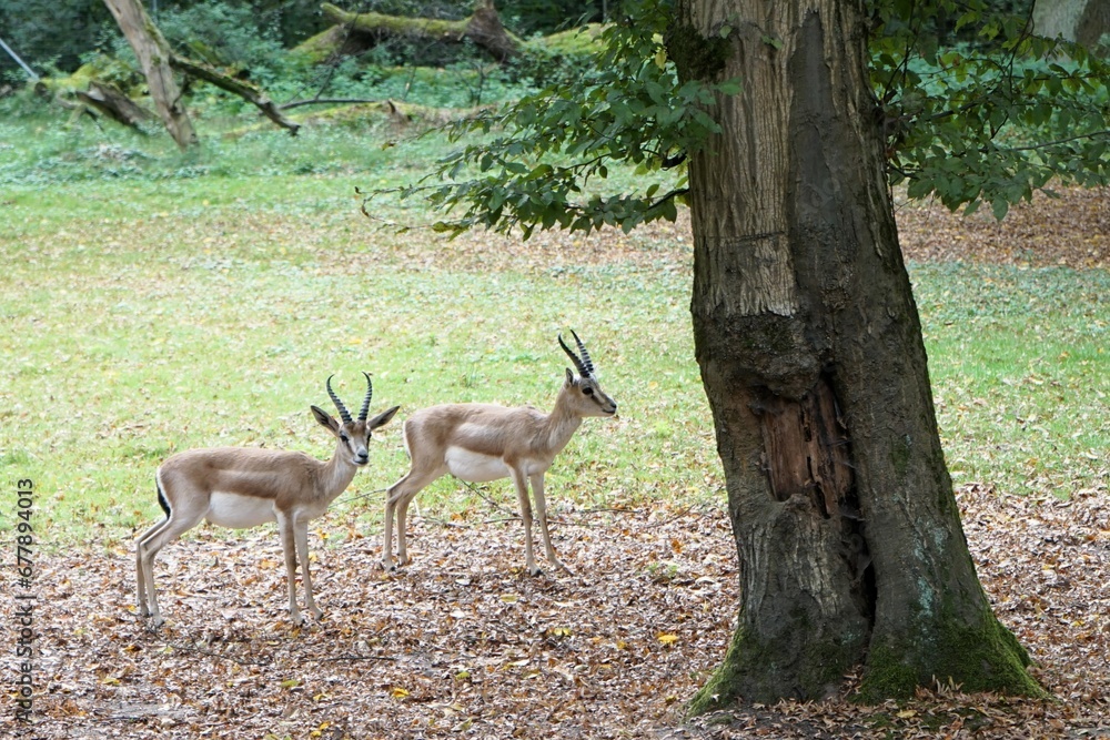 Group of persian goitered gazelles on a forest floor covered with leaves in search of food Group of persian goitered gazelles on a forest floor covered with leaves in search of food