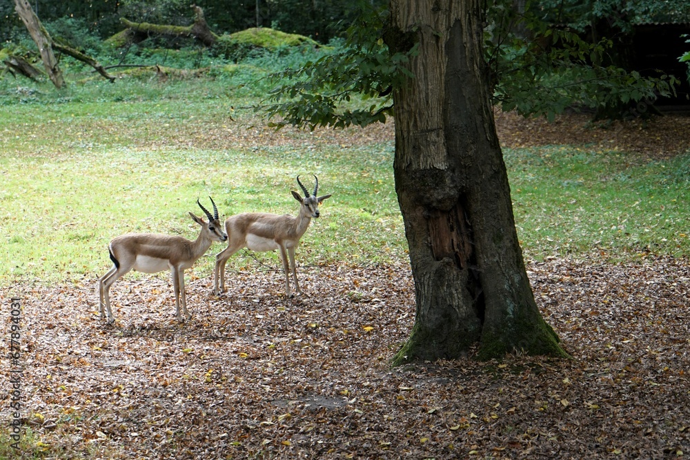Group of persian goitered gazelles on a forest floor covered with leaves in search of food Group of persian goitered gazelles on a forest floor covered with leaves in search of food
