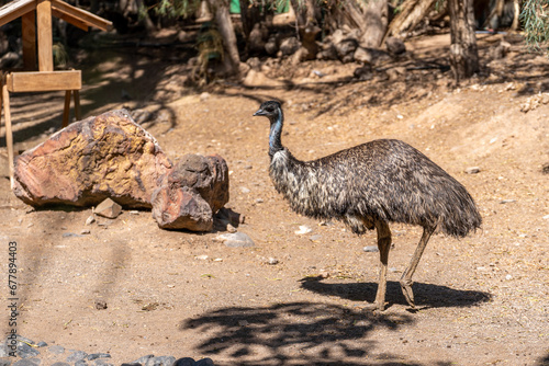 emu bird endemic to Australia in zoo on Fuerteventura island, La Lajita village photo