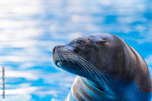 Detail of the ear of a sea lion seal in fuerteventura LA LAJITA Canary islands  show in the pool Oasis Park, Fuerteventura, Spain