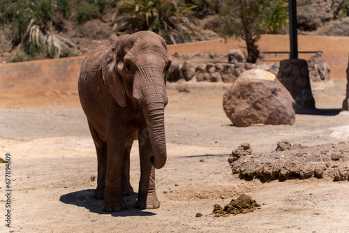 African elephant in oasis park fuerteventura