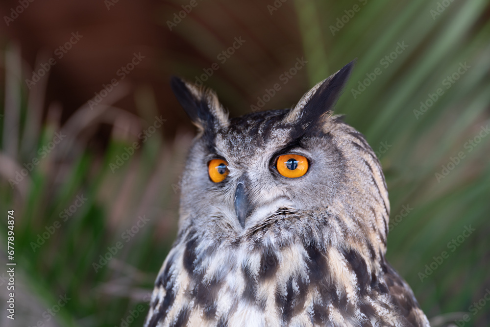 Fototapeta premium Eurasian eagle-owl Bubo bubo also called the Uhu closeup of orange eyes