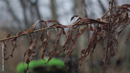 dry bush tree branch with dry brown leaves in forest blurred background sliding shot swamp