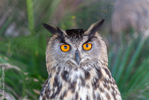 Eurasian eagle-owl Bubo bubo  also called the Uhu closeup of orange eyes © legedo