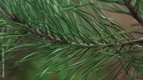 pine branch close-up green needles in the autumn forest blurred isolated background. sliding marco shot