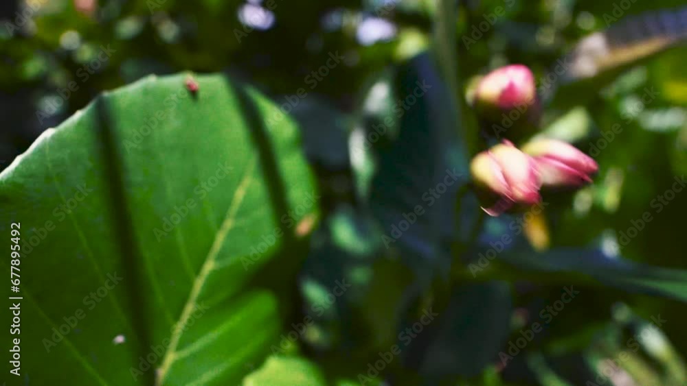Closeup of flower buds and leaves moving in the wind. Closeup of flower buds and leaves moving in the wind.